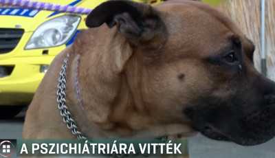 F&eacute;nyes nappal, &ouml;nk&iacute;v&uuml;leti &aacute;llapotban fajtalankodott kuty&aacute;j&aacute;val egy f&eacute;rfi Budapesten