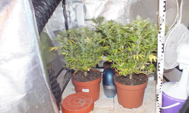 Kaposv&aacute;ri mariska d&iacute;lert f&uuml;leltek le - sz&eacute;p kis szobakertje volt