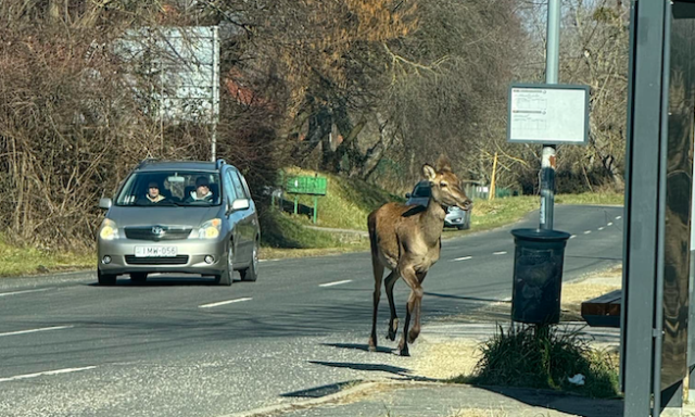 Bambi s&eacute;t&aacute;lgatott a Bart&oacute;k B&eacute;la utc&aacute;ban