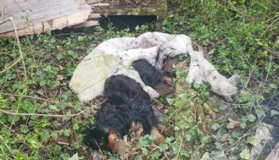Akn&aacute;ba esett kuty&aacute;n seg&iacute;tettek a balatonalm&aacute;di rendőr&ouml;k