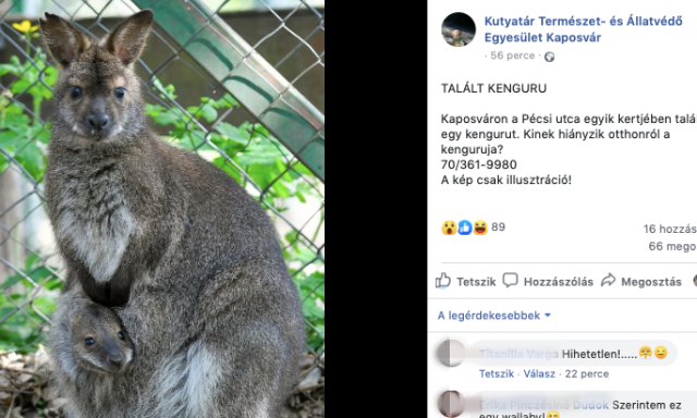 Fura dologra &eacute;bredtek reggel a P&eacute;csi utc&aacute;ban! - Egy kunguru sassz&eacute;zott a kertben vas&aacute;rnap reggel