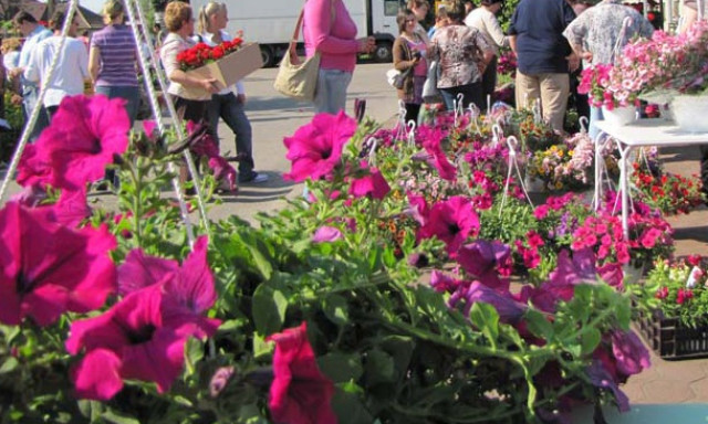 H&ouml;lgyek figyelem! P&eacute;nteken &uacute;jra vir&aacute;gv&aacute;s&aacute;r Kaposv&aacute;ron!