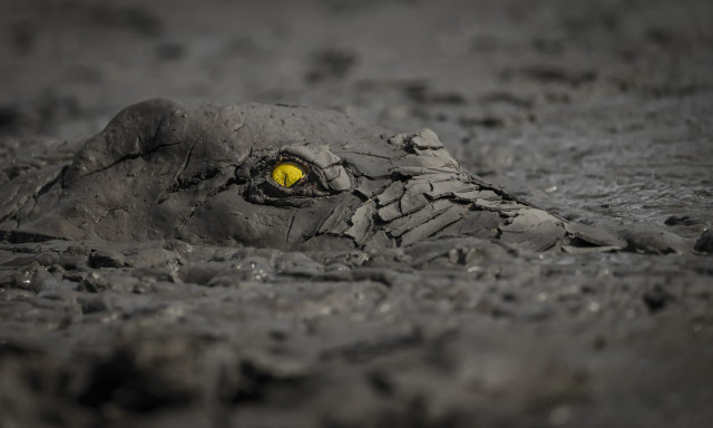 Kihirdett&eacute;k a vil&aacute;g legjobb term&eacute;szetfot&oacute;it - World Nature Photography Awards