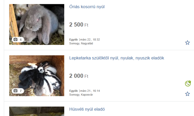 Nyuszit szeretn&eacute;l h&uacute;sv&eacute;tra? Adunk p&aacute;r tippet a v&aacute;s&aacute;rl&aacute;s előtt!