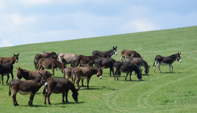 Nyit a Bősz&eacute;nfai Szarvasfarm  - Feloldott&aacute;k a korl&aacute;toz&aacute;sokat
