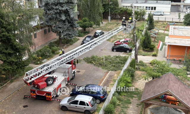 Kidőlt egy fa a Honv&eacute;d utcai Tag&oacute;voda udvar&aacute;n