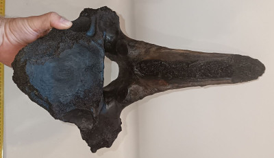 Mamutcsont ker&uuml;lt elő a rekordalacsony Tisz&aacute;b&oacute;l