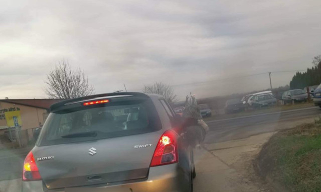 &Eacute;s te, hogy sz&aacute;ll&iacute;tod a kar&aacute;csonyf&aacute;d? Aut&oacute;ja mellett tartva vitte haza a fenyőf&aacute;t