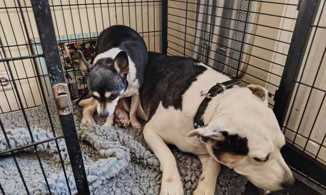 Van otthon haszn&aacute;lt k&aacute;dkil&eacute;pőd? - A Kutyat&aacute;r nagy haszn&aacute;t venn&eacute;