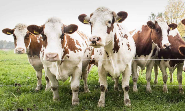 K&eacute;knyelv-betegs&eacute;get erős&iacute;tett meg a N&eacute;bih Somogy v&aacute;rmegy&eacute;ben