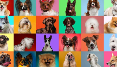 Megtal&aacute;lt&aacute;k a legokosabb kutyafajt&aacute;t - &Eacute;s nem, nem a border collie az