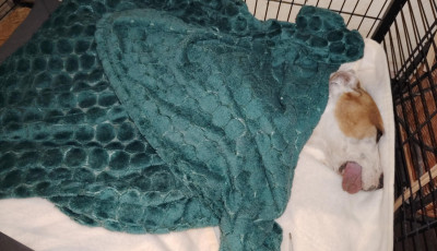 Halottnak hitt&eacute;k a l&aacute;ncra vert kuty&aacute;t &ndash; megr&aacute;z&oacute; t&ouml;rt&eacute;netet osztott meg a Kutyat&aacute;r egy kaposv&aacute;ri ment&eacute;sről