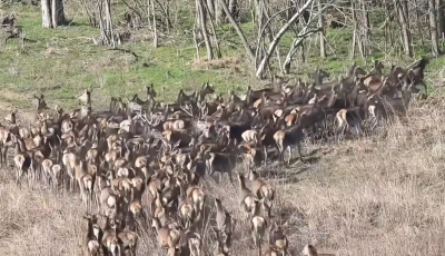 &Uacute;jabb szarvasrudlit siker&uuml;lt lencsev&eacute;gre kapni Somogyban