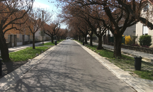 Hamarosan ism&eacute;t mehettek fot&oacute;zkodni a Temesv&aacute;r utc&aacute;ba - M&aacute;r ny&iacute;lnak a cseresznyef&aacute;k!