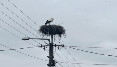 Meg&eacute;rkezett az első g&oacute;lya &ndash; Ism&eacute;t Akaszt&oacute;n landolt a tavasz leggyorsabb h&iacute;rn&ouml;ke