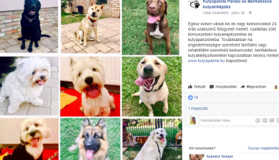 Túlságosan félénk a kutyusod, oktatni szeretnéd? Vagy csak napközibe adnád, hogy ne legyen otthon egyedül? Akkor irány a Kutyapalota!