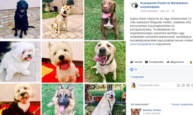 Túlságosan félénk a kutyusod, oktatni szeretnéd? Vagy csak napközibe adnád, hogy ne legyen otthon egyedül? Akkor irány a Kutyapalota!