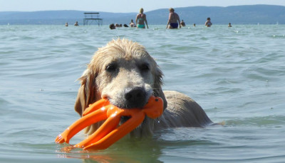 M&aacute;r csak h&aacute;rom kuty&aacute;s strand van a Balatonn&aacute;l