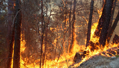 10 hekt&aacute;ron &eacute;g az erdő Hencse k&ouml;zel&eacute;ben