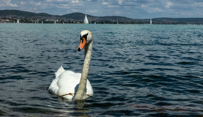 F&uuml;rdőzők mellett lőttek r&aacute; egy hatty&uacute;ra a balatonsz&aacute;rsz&oacute;i strandon