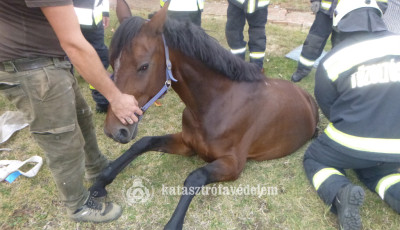 V&iacute;z&oacute;ra akna ejtett fogs&aacute;gba egy lovat L&aacute;bodon