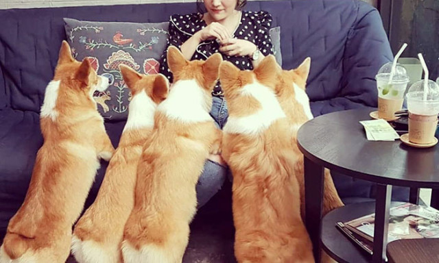 L&eacute;tezik egy k&aacute;v&eacute;z&oacute;, ahol Corgi hegyek v&aacute;rj&aacute;k a vend&eacute;geket - Corgi in the Garden