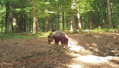 Ő itt Mih&aacute;ly, a b&uuml;kki barnamedve - VIDE&Oacute;