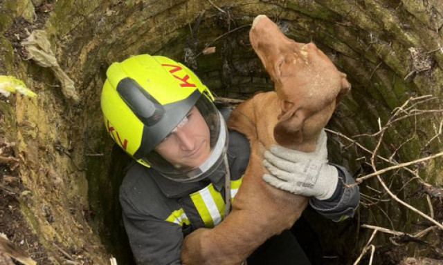 K&uacute;tba zuhant egy vizsla B&uuml;ss&uuml;ben, a kaposv&aacute;ri tűzolt&oacute;k mentett&eacute;k ki