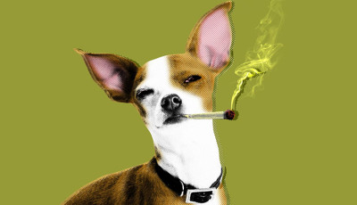 Legaliz&aacute;lt&aacute;k Sv&aacute;jcban az orvosi marihu&aacute;n&aacute;t