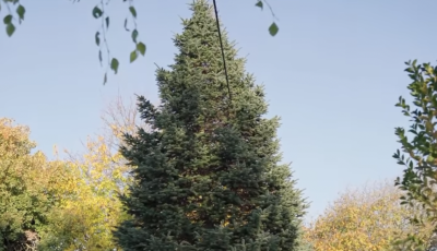 Megvan Kaposv&aacute;r 2025-&ouml;s kar&aacute;csonyf&aacute;ja