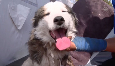 Igazi csoda - 23 napot t&ouml;lt&ouml;tt egy Husky a romok alatt T&ouml;r&ouml;korsz&aacute;gban mire kimentett&eacute;k - VIDE&Oacute;