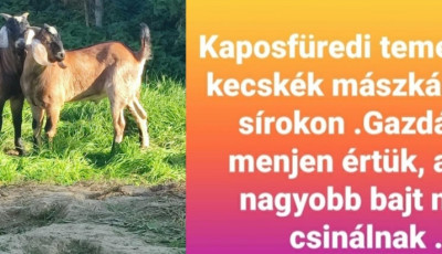 Ideiglenes befogad&oacute;hoz ker&uuml;lt a k&eacute;t kecske, akik h&eacute;tv&eacute;g&eacute;n rakonc&aacute;tlankodtak Kaposf&uuml;reden