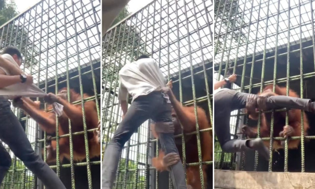 Egy l&aacute;togat&oacute; az &aacute;llatkert korl&aacute;tja m&ouml;g&eacute; ugrott, ezt egy j&oacute; szorongat&aacute;ssal honor&aacute;lta az orangut&aacute;n &ndash; VIDE&Oacute;