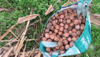 Di&oacute;tolvajok gar&aacute;zd&aacute;lkodnak a somogyi &uuml;ltetv&eacute;nyeken, lekapcsoltak egy lengyelt&oacute;ti band&aacute;t