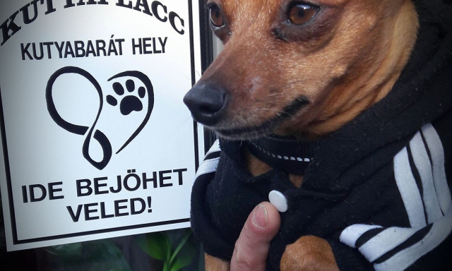 Ezekre a helyekre m&aacute;r n&eacute;gyl&aacute;b&uacute; kedvenceiddel egy&uuml;tt is bet&eacute;rhetsz!