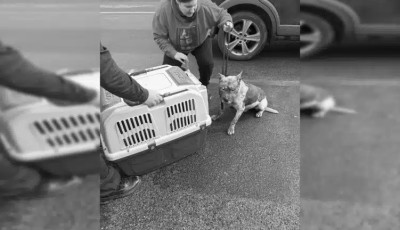 V&eacute;rző fejű kutya k&oacute;borolt Lengyelt&oacute;tiban &ndash; szabadnapos kuty&aacute;s rendőr seg&iacute;tett befogni