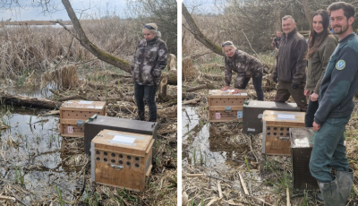 Vissza a vadonba: szabadon engedt&eacute;k a peteshalmi vidr&aacute;kat