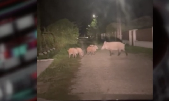 Retteg&eacute;sben tartj&aacute;k Balatonfenyvest a vaddniszn&oacute;k