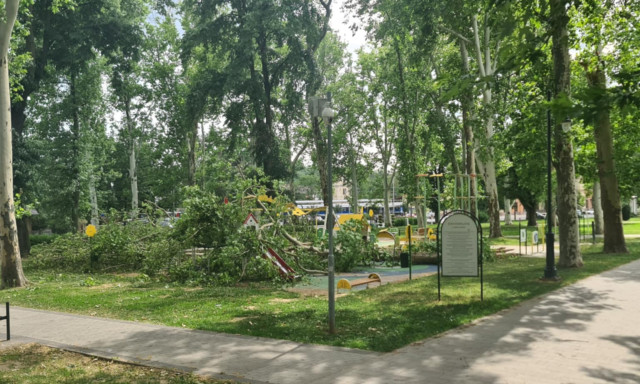 Kett&eacute;t&ouml;rt egy fa a sz&iacute;nh&aacute;zparkban
