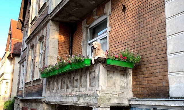 Napi cuki &ndash; Turisztikai l&aacute;tv&aacute;nyoss&aacute;g lett egy goldib&oacute;l