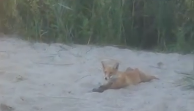 Becsatlakozott egy r&oacute;ka a kenesei strandon homokoz&oacute; gyerekekhez