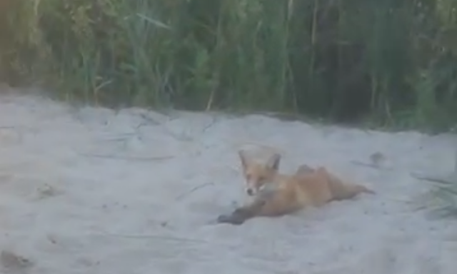 Becsatlakozott egy r&oacute;ka a kenesei strandon homokoz&oacute; gyerekekhez