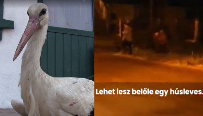 S&eacute;r&uuml;lt g&oacute;ly&aacute;b&oacute;l akartak eb&eacute;det főzni Ny&iacute;rlugoson, a rendőr&ouml;k avatkoztak k&ouml;zbe - VIDE&Oacute;