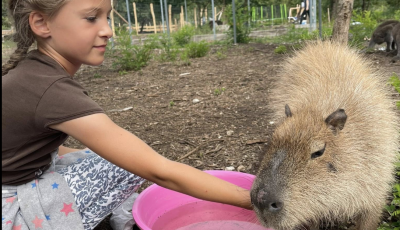 Kapibara simogat&oacute;val ny&iacute;lt &uacute;j &aacute;llatkert a Balatonn&aacute;l