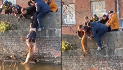 Na ez a csapatmunka! Di&aacute;kok seg&iacute;tettek egy bajbajutott kutyuson - VIDE&Oacute;
