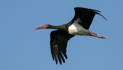 Meg&eacute;rkeztek a fekete g&oacute;ly&aacute;k: k&uuml;l&ouml;nleges v&aacute;ndorok t&eacute;rtek vissza haz&aacute;nkba