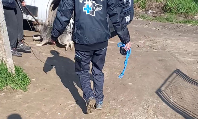 Egy d&eacute;lelőtt alatt 10 k&oacute;bor kuty&aacute;t fogtak be Lengyelt&oacute;tiban