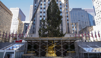New Yorkban fel&aacute;ll&iacute;tott&aacute;k a Rockefeller Center gigantikus kar&aacute;csonyf&aacute;j&aacute;t