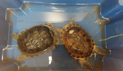 A szem&eacute;ttel egy&uuml;tt szabadult meg valaki a teknőseitől Kaposv&aacute;ron - Nem tudt&aacute;k m&aacute;r megmenteni őket