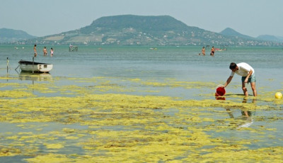 Naponta v&aacute;ltozhat az alg&aacute;sod&aacute;s a Balatonban